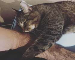He also owns a cat which is also featured in his videos and has immense love for animals and treats them as part of their family.